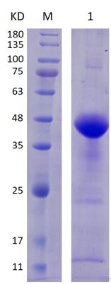 12% SDS-PAGE analysis profiles of purified MCR_RS07490-1-269 (CBB stained).